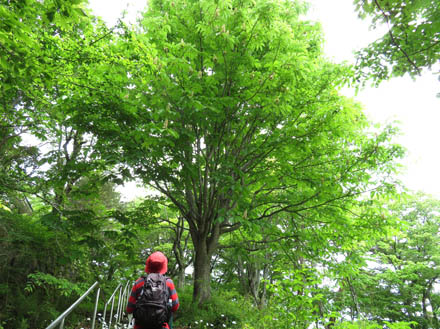 photo：満開のトチノキ：大峰山山頂