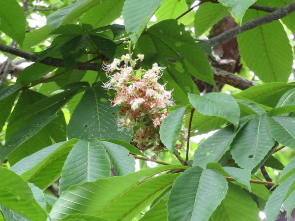 photo：トチノキの花2：大峰山