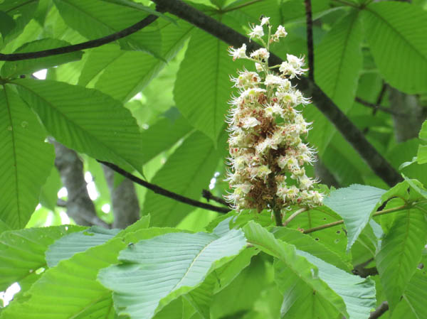 photo：トチノキの花3：大峰山