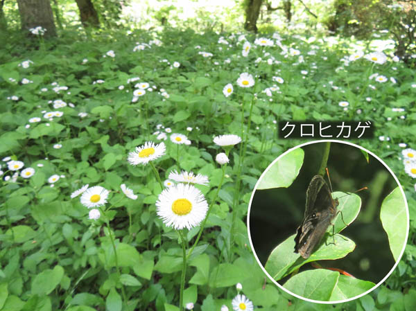 photo：ハルジオンが群生する山頂：矢筒山