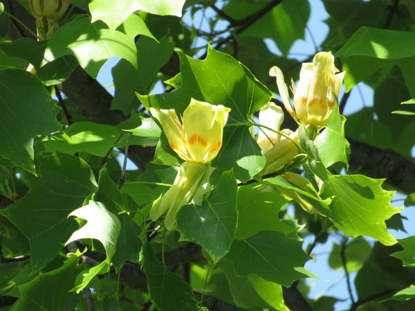photo：ユリノキの花　城山公園にて