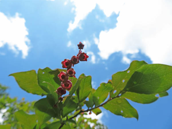 photo：ナツハゼの花：地附山
