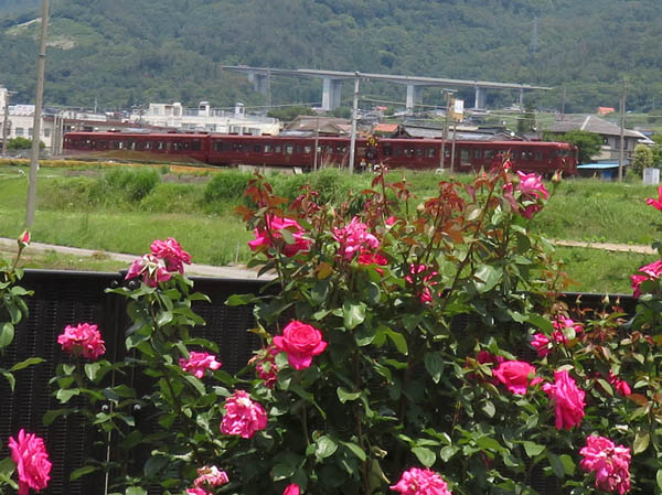 photo：さかき千曲川バラ公園