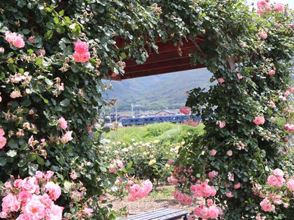 photo：さかき千曲川バラ公園
