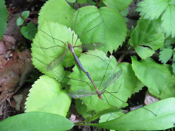 photo：ガガンボ？：戸隠森林植物園