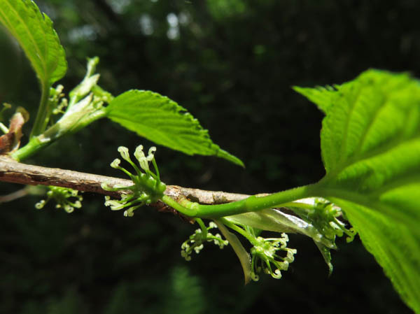 photo：何の花？：袴岳