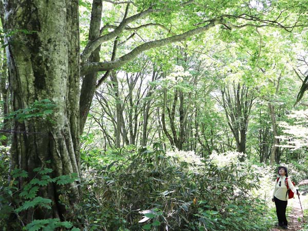 photo：ブナの大木を見上げる：袴岳