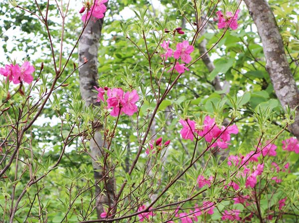 photo：ムラサキヤシオ：鍋倉山