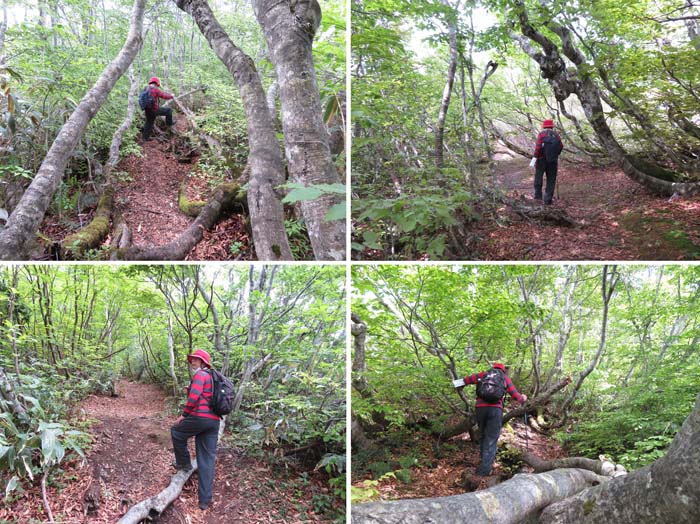 photo：上から下から横から障害物が遮る登山道：鍋倉山