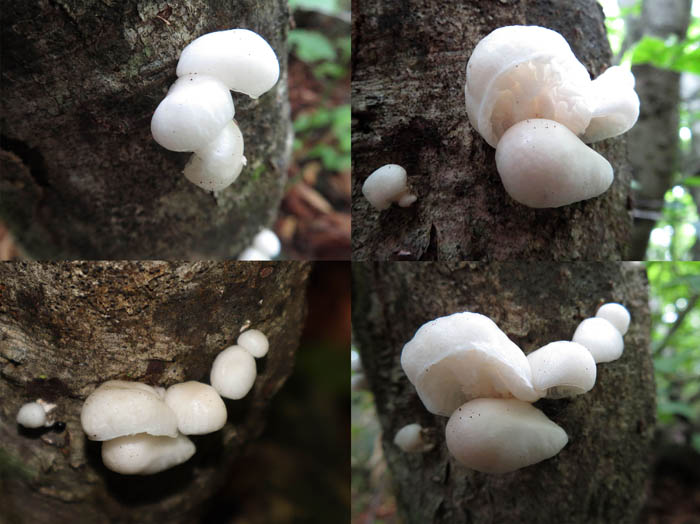 photo：ふわふわキノコ？：鍋倉山