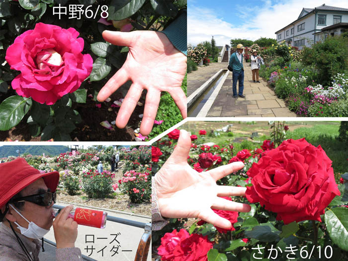 photo：大きなバラ：さかき千曲川バラ公園,一本木公園