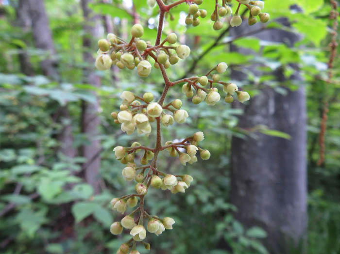 photo：この花の名前は？：地附山、大峰山分岐点