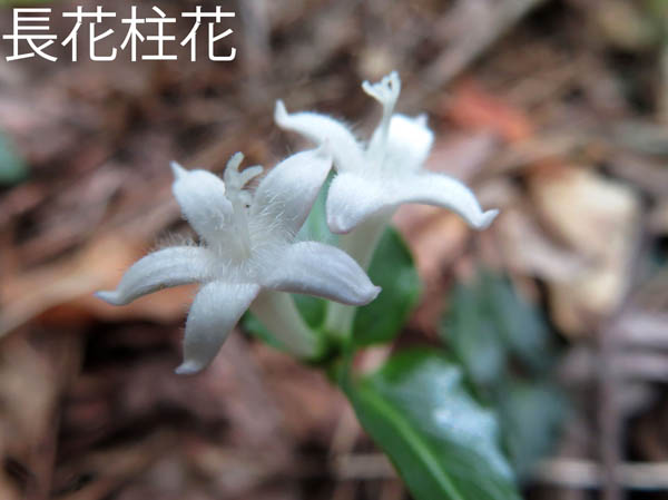 photo：ツルアリドオシ長花柱花：地附山