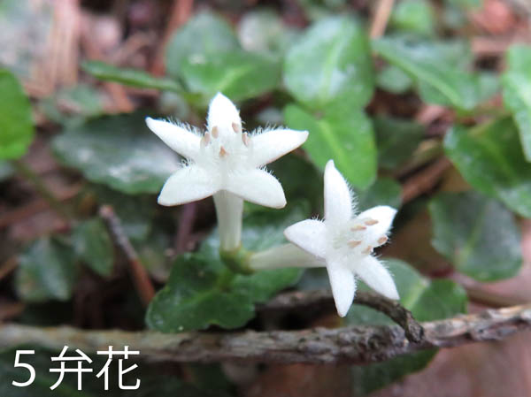 photo：ツルアリドオシ５弁花：地附山