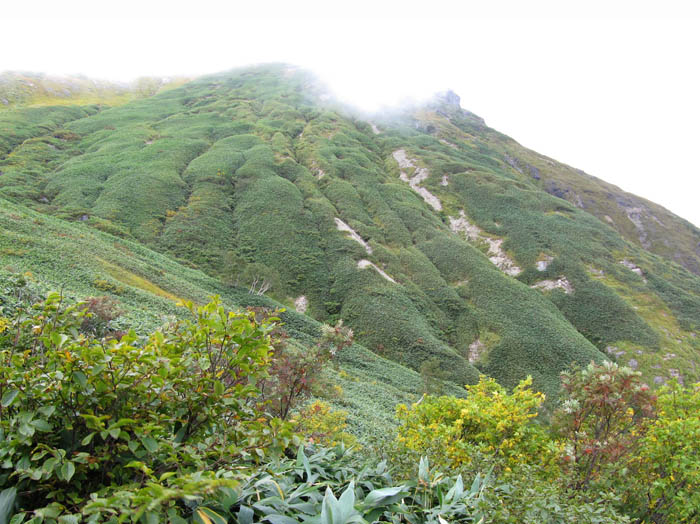 photo：苔のように山肌を覆う樹木：谷川岳